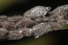 Attēlu rezultāti vaicājumam “Schizolachnus pineti”