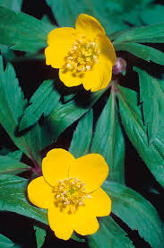 Attēlu rezultāti vaicājumam “Anemone ranunculoides leaf”