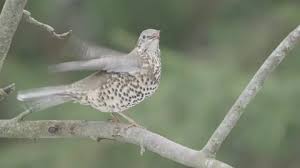 Attēlu rezultāti vaicājumam “Turdus viscivorus juvenile”
