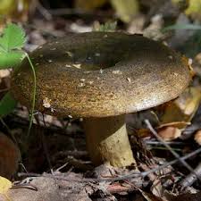 Attēlu rezultāti vaicājumam “Lactarius necator”