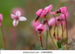 Attēlu rezultāti vaicājumam “Oxycoccus flower”