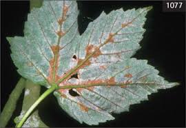 Attēlu rezultāti vaicājumam “Eriophyes padi”