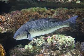 Image result for Umbrina cirrosa