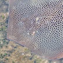 Image result for Himantura uarnak