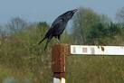 Goalkeeper? He clearly had something to crow about - via Daymix