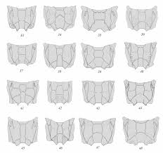 Attēlu rezultāti vaicājumam “Diphyus latebricola”