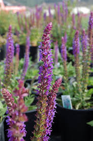 Attēlu rezultāti vaicājumam “Salvia nemorosa leaf”