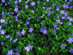 Attēlu rezultāti vaicājumam “Vinca minor leaf”