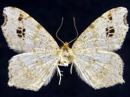 Attēlu rezultāti vaicājumam “Macaria notata”