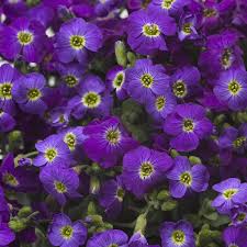 Image result for Aubrieta hybrida (cultorum)