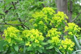 Attēlu rezultāti vaicājumam “Euphorbia palustris flower”