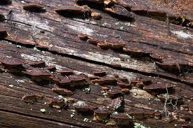 Attēlu rezultāti vaicājumam “Phellinus nigrolimitatus”