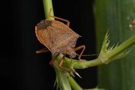 Attēlu rezultāti vaicājumam “Pentatomidae”