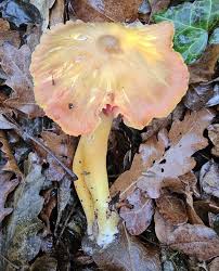 Attēlu rezultāti vaicājumam “Didymium xanthopus stalked”