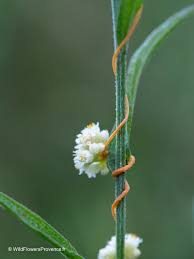 Attēlu rezultāti vaicājumam “Cuscuta epithymum subsp. trifolii flower”
