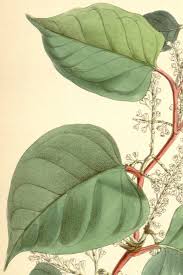 Attēlu rezultāti vaicājumam “Reynoutria japonica flower”