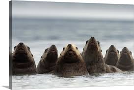 Image result for Eumetopias jubatus