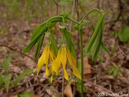 Attēlu rezultāti vaicājumam “Uvularia grandiflora flower”