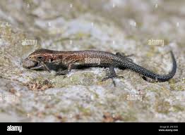 Attēlu rezultāti vaicājumam “Lacerta vivipara juvenile”