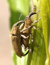 Attēlu rezultāti vaicājumam “Meloe sp. imago”