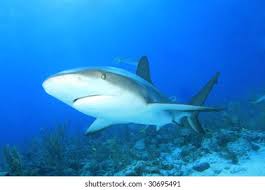 Image result for Carcharhinus perezii