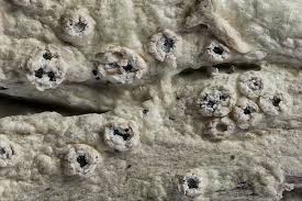 Attēlu rezultāti vaicājumam “Phlyctis agelaea”