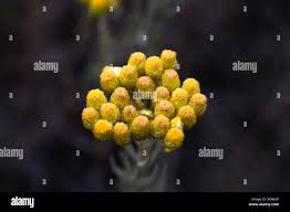 Attēlu rezultāti vaicājumam “Helichrysum arenarium flower”