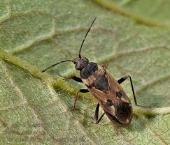 Image result for Rhyparochromus