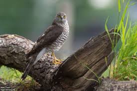 Attēlu rezultāti vaicājumam “Accipiter nisus female”