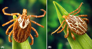 Attēlu rezultāti vaicājumam “Dermacentor reticulatus female”