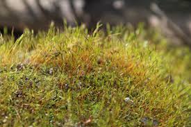 Attēlu rezultāti vaicājumam “Pottiales”