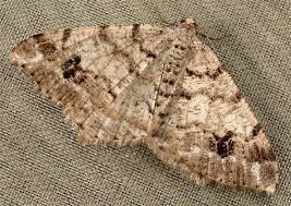 Attēlu rezultāti vaicājumam “Macaria signaria”