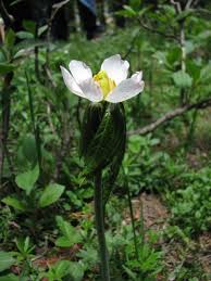 Attēlu rezultāti vaicājumam “Podophyllum hexandrum flower”