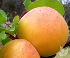 Attēlu rezultāti vaicājumam “Prunus armeniaca fruit”