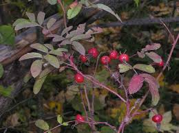 Attēlu rezultāti vaicājumam “Rosa glabrifolia”