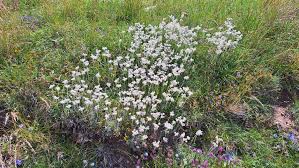 Attēlu rezultāti vaicājumam “Antennaria dioica leaf”