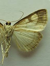 Attēlu rezultāti vaicājumam “Evergestis pallidata”