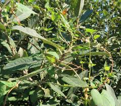 Attēlu rezultāti vaicājumam “Fallopia dumetorum fruit”