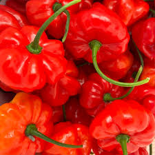 Afbeeldingsresultaat voor aji dulce sweet pepper