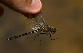 Attēlu rezultāti vaicājumam “Amarillidaceae”