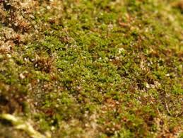 Attēlu rezultāti vaicājumam “Tortula lingulata macro”