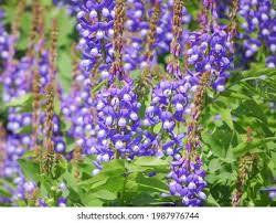 Attēlu rezultāti vaicājumam “Galega orientalis leaf”