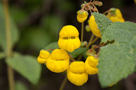 Image result for Calceolaria integrifolia