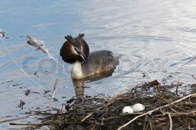 Attēlu rezultāti vaicājumam “Podiceps cristatus nest”