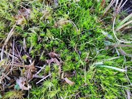 Attēlu rezultāti vaicājumam “Dicranum bonjeanii”