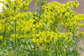 Image result for Ruta graveolens