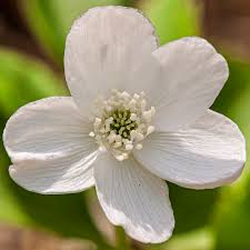 Attēlu rezultāti vaicājumam “Tranzschelia anemones”