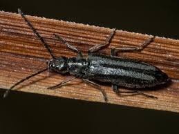 Attēlu rezultāti vaicājumam “Oedemeridae”