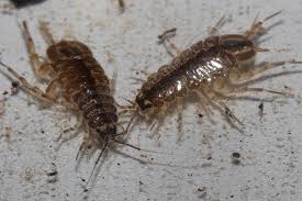 Attēlu rezultāti vaicājumam “Asellus aquaticus”