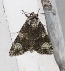 Attēlu rezultāti vaicājumam “Craniophora ligustri”